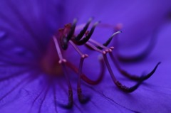 花写　(15　　ノボタン