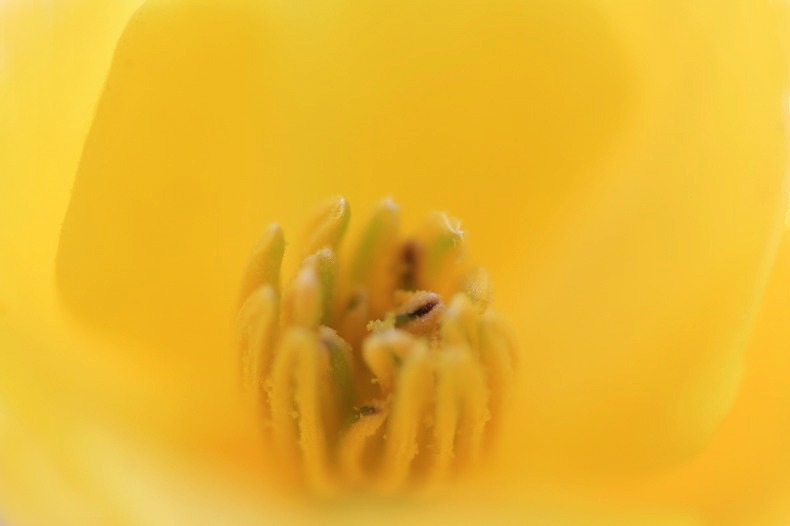 　　　花遊び　1