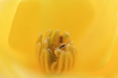 　　　花遊び　1