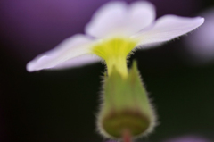 　　花に思いを寄せて　6 
