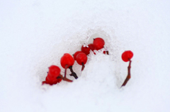 　　雪に埋もれて