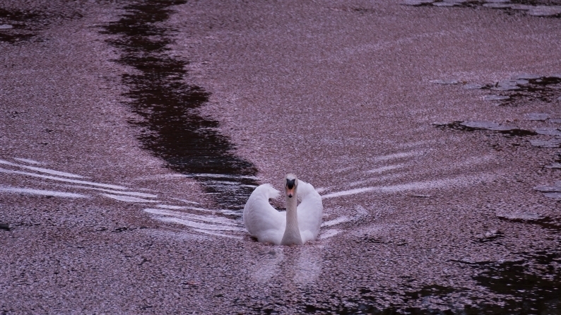 　花筏　　1