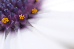 　　花かざり