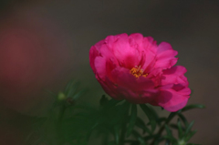 　　　花写　18