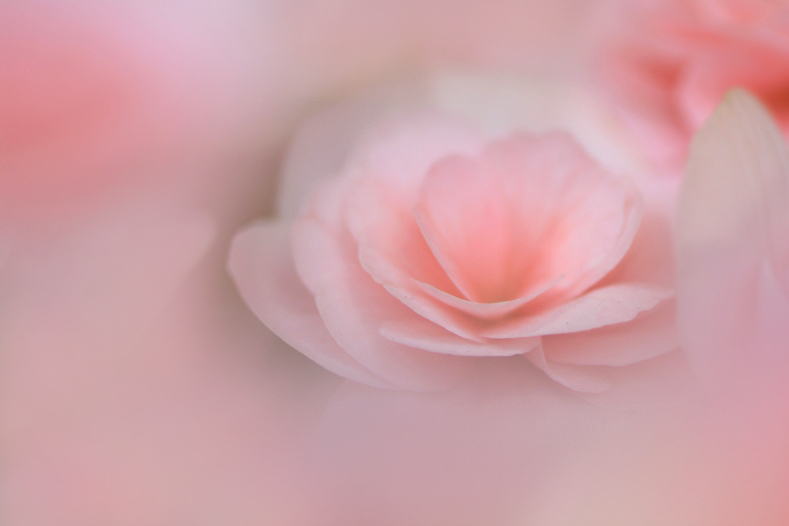 　　花思い　9 