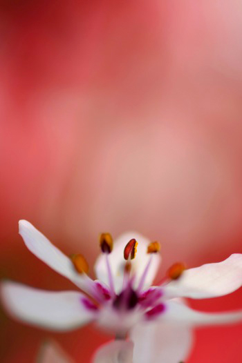 　　　花摘み　1