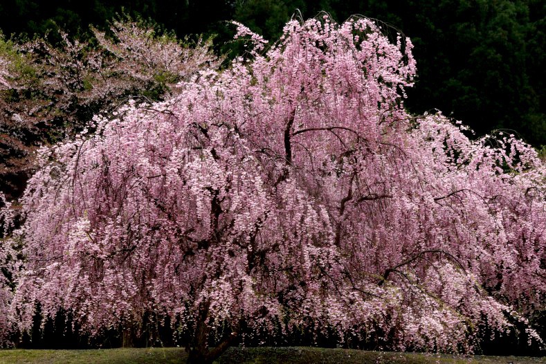 さくら 桜 櫻　(23