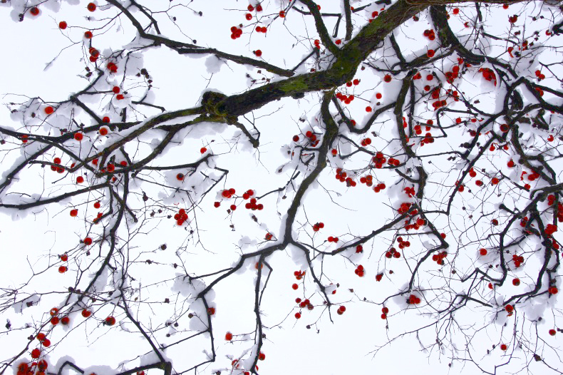 　　　雪柿　　2