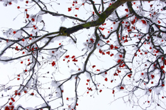 　　　雪柿　　2