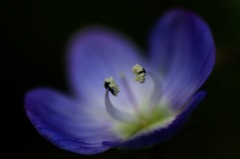 花写　(10　　オオイヌノフグリ