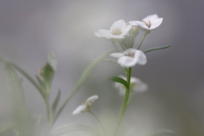 　　花かすみ