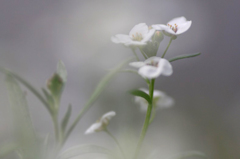 　　花かすみ