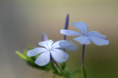 　　　やわらかな光り