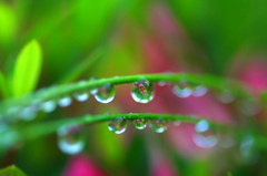 　　　水中花