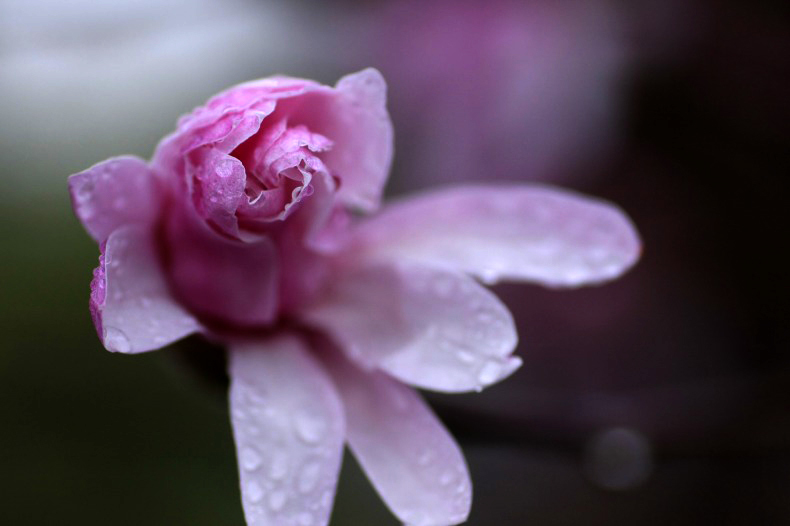 　　　花の歳時記　8