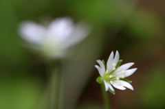 　　　花野辺　　5