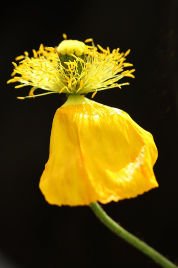 　　哀しくも美しく