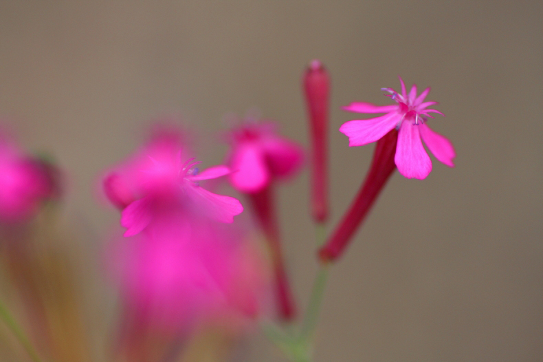 　　花写　5