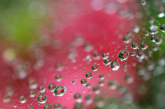 　　　雨の贈り物　　2