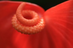 　　　花の造形