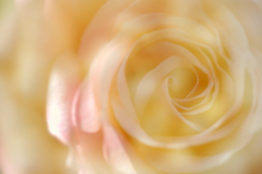 秋薔薇　8
