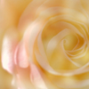 秋薔薇　8