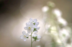 　　　花摘み　2