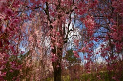 さくら 桜 櫻　(14