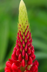 　　　花摘み　11