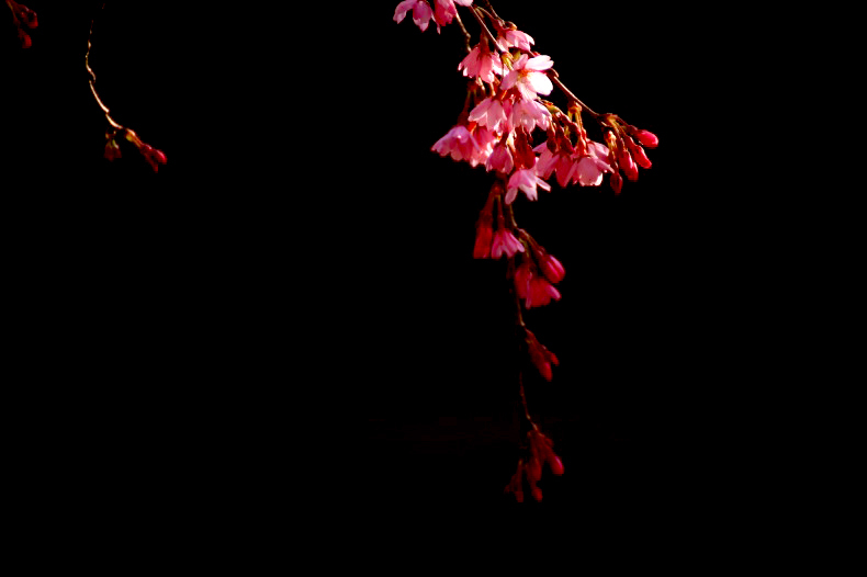 　　　華花　2