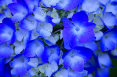 　　　紫陽花たより　3