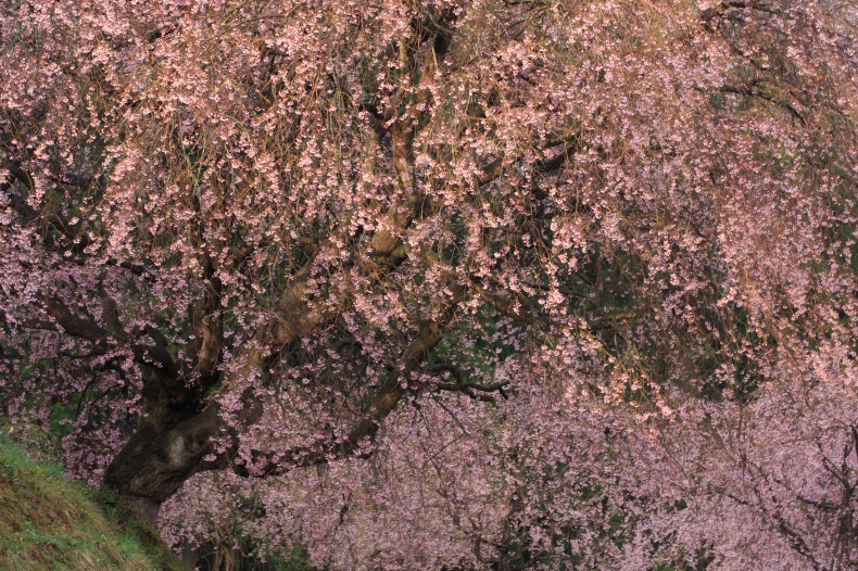 　　　番所の枝垂れ桜