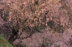 　　　番所の枝垂れ桜