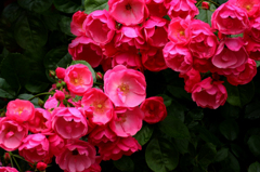 薔薇の回廊　　5