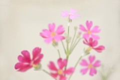 　　春彩　12