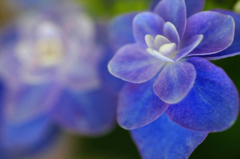 　　　花想い　2