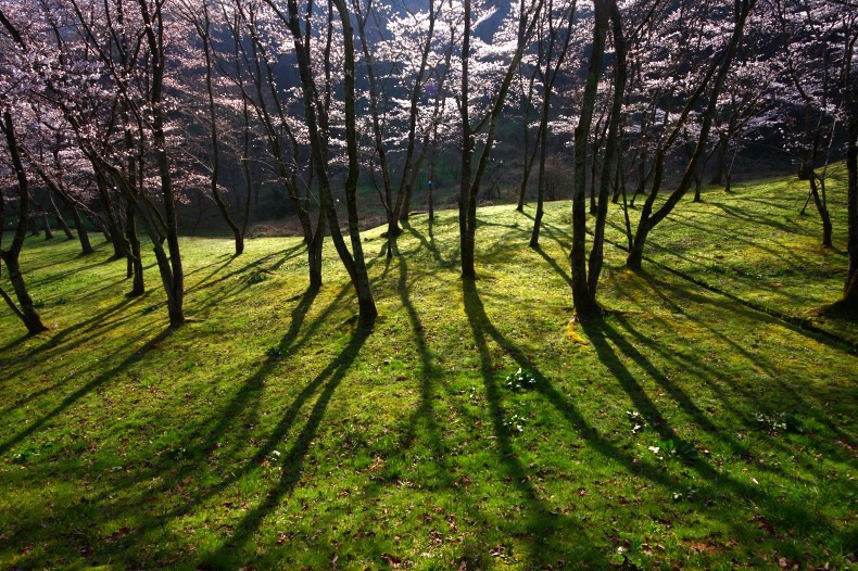 　　　早朝の四百年の森　(4