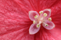 紫陽花の詩　4