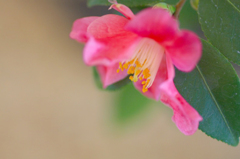 　　花摘み　2 