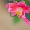 　　花摘み　2 