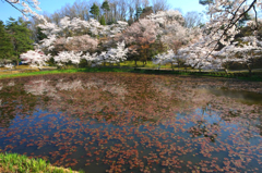 　　大池の春