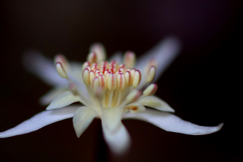 　　花便り　1 