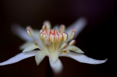 　　花便り　1 