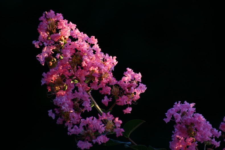 　　　夕陽に照らされて