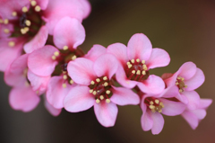 　　　花信