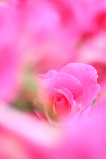 　　　華やぐ