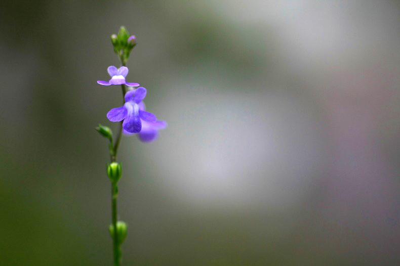 　　　花一輪　4