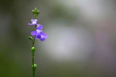 　　　花一輪　4