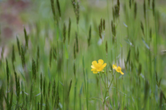 　　　花に誘われて