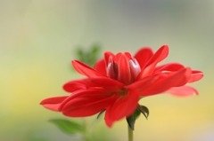 花のワルツ　18